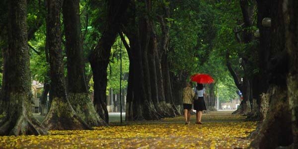 La diversité des arbres à Hanoi 