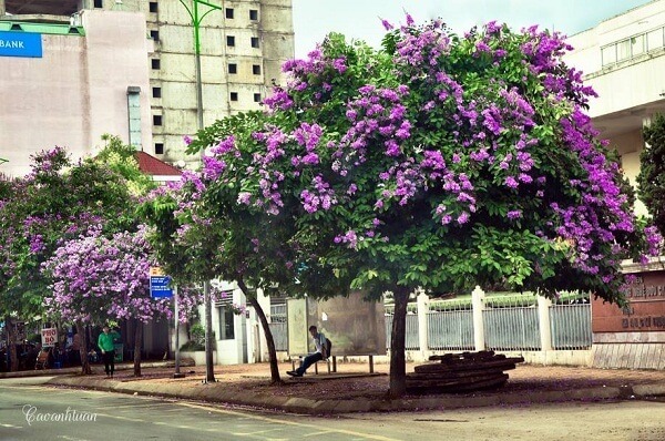 Les fleurs mauves des Bang Lang apportent une note douce à la capitale