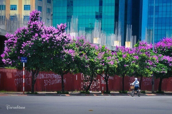 Fleurs Bang Lang dans les rues de Hanoi