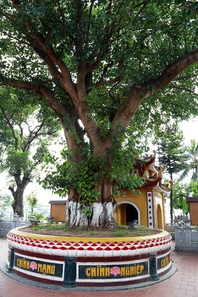 aliboufier hanoi arbre vietnam voyage