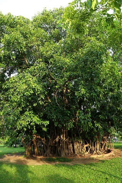 hanoi arbre vietnam voyage