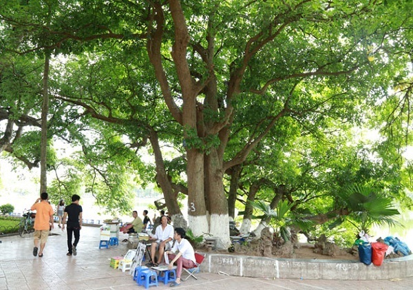 hanoi arbre barringtonia vietnam voyage