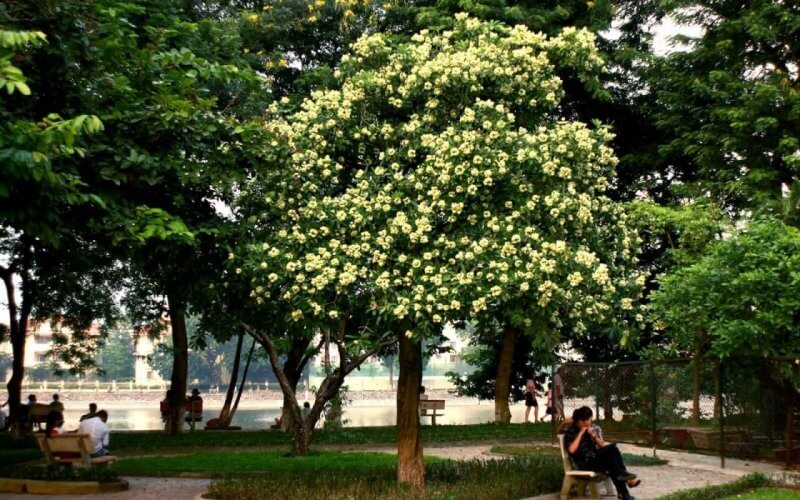Fleur Sua Hanoi